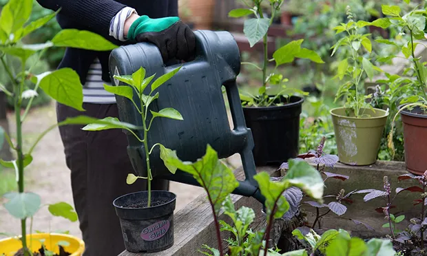 The Citizen Gardener: ‘It’s time to start planning’
