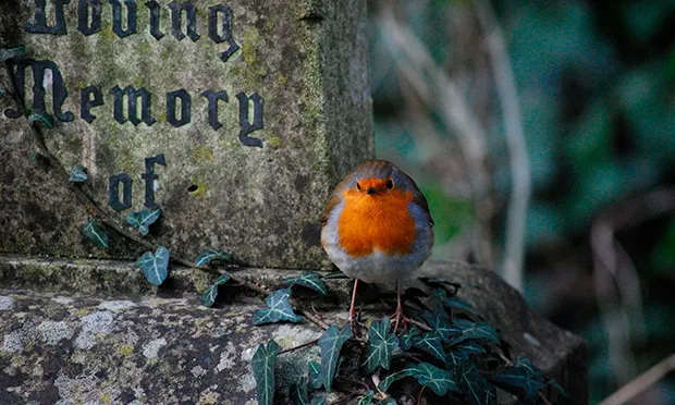 Abney Park fully reopens after a year of virtual events – with 181st anniversary just around the corner