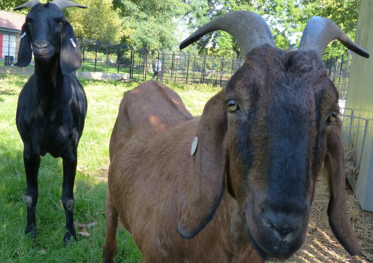 Clissold Park goats Bob and Dylan put down after battle with arthritis
