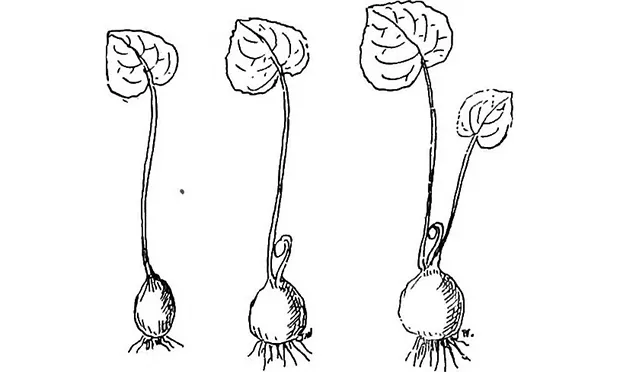 The Citizen Gardener: Bulbs