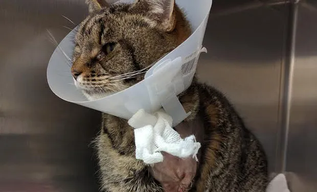 Ruby needed to have her leg amputated after being taken to an RSPCA animal hospital. Photograph: RSPCA