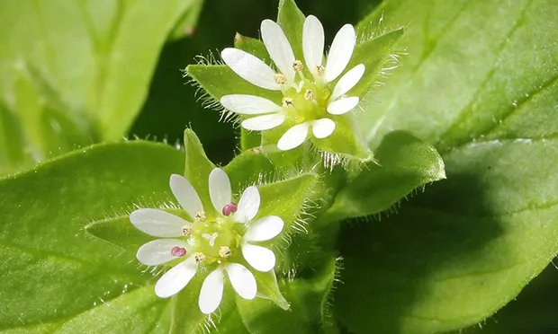 The Citizen Gardener: Foraging to help, not hinder