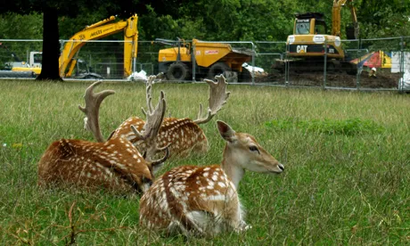 Clissold deer death raises welfare concerns