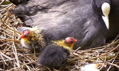 Coot chicks and mother