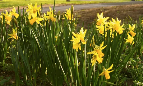 Daffodils in Clissold Park. Photo: © Hackney Citizen
