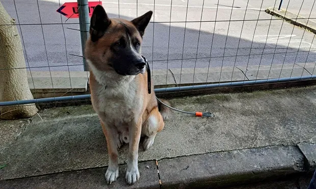 Alsatian ‘back to normal’ after being rescued from fire in Dalston