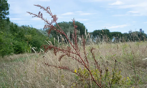 Council blames extreme weather for deaths of newly-planted trees on Hackney Marshes