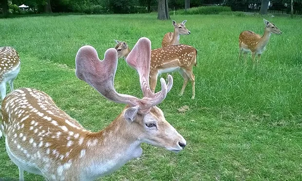 Out on his antler?: The Clissold Park buck. Photograph: Hackney Citizen