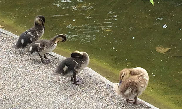 Residents ‘shocked and horrified’ as 10 dead ducks found in Clapton Pond