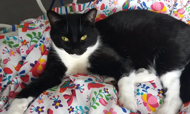 Public warning after two ‘deliberately killed’ cats found in Hackney