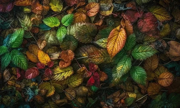 The Citizen Gardener: Taking a leaf