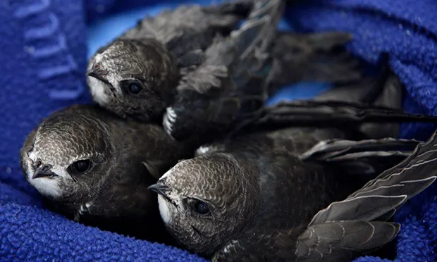 Swift action: New measures to ‘reverse decline’ of the species in Hackney