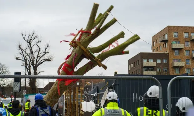 ‘It struck fear into us’: Happy Man Tree campaigners slam Town Hall for ‘overreach’ in court injunction