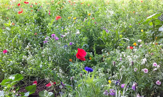 Council to adopt ‘new approach’ to glyphosate weedkillers in wake of renewed health fears