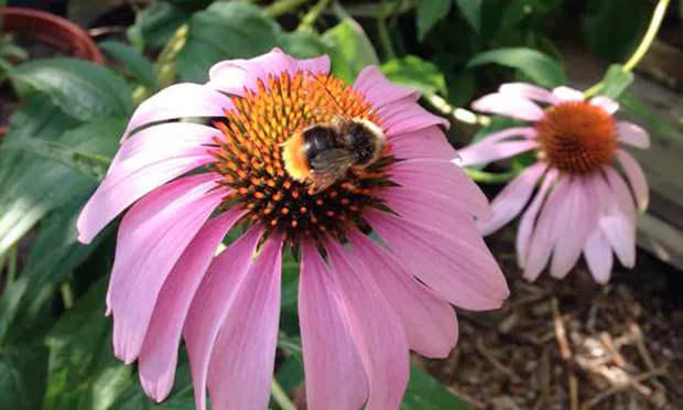 Environmentalists buzzing over £250k funding for bee corridor in Hackney