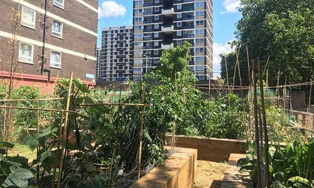 The Citizen Gardener:  ‘An urban garden at night brings wildness and community’