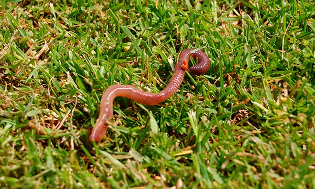 The Citizen Gardener: Worms are a sign of a healthy environment
