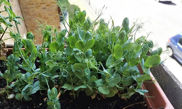 The Citizen Gardener: ‘Be radical and grow your own food’