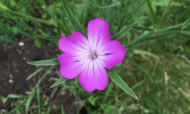 The Citizen Gardener: ‘Humans shouldn’t         always be at the centre of decision-making’
