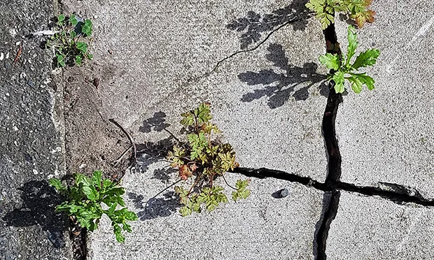 The Citizen Gardener: Contested Spaces