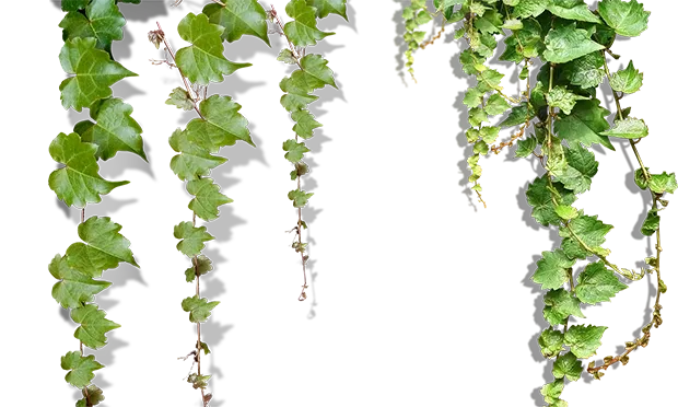 The Citizen Gardener: Ivy