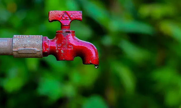 The Citizen Gardener: ‘We can do our bit to save water’