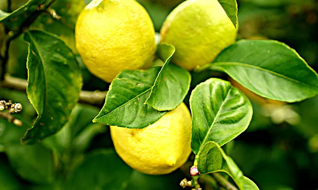 The Citizen Gardener: ‘Many of our open spaces would not exist without campaigns or protests’