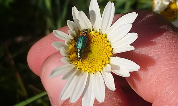 Josh Loeb: Is nature healing?