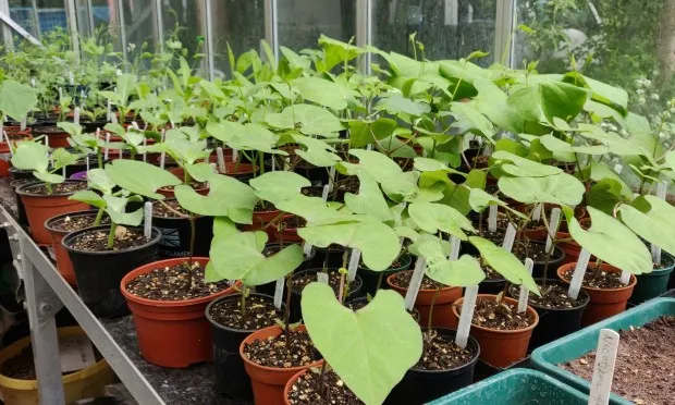 Community garden works to recover from break in and burglary