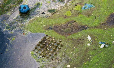 Sewage flowed into East London’s Olympic Park wetlands six times during early summer heatwave