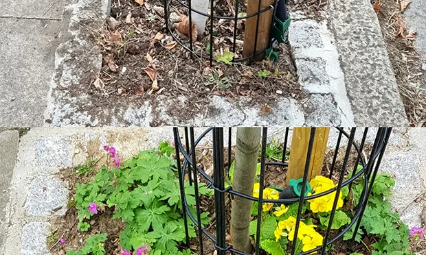 ‘Incensed’ residents call on council to stop weeding tree pits as more cases of ravaged plants come to light