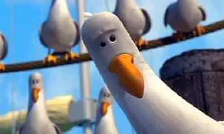 Seagulls, Scarborough Town Hall