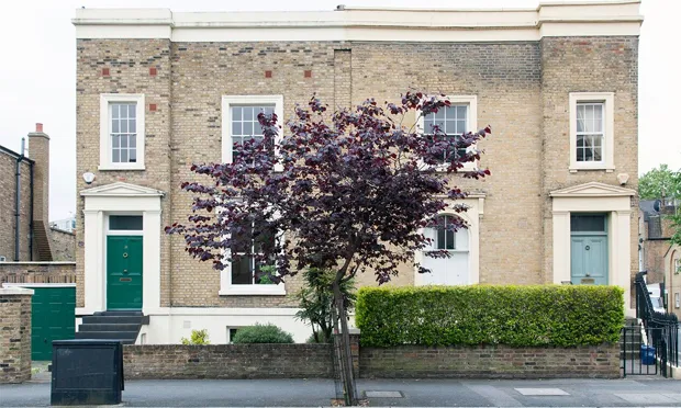 A Cercis canadensis or eastern redbud tree in Haggerston. Photograph: Paul Wood