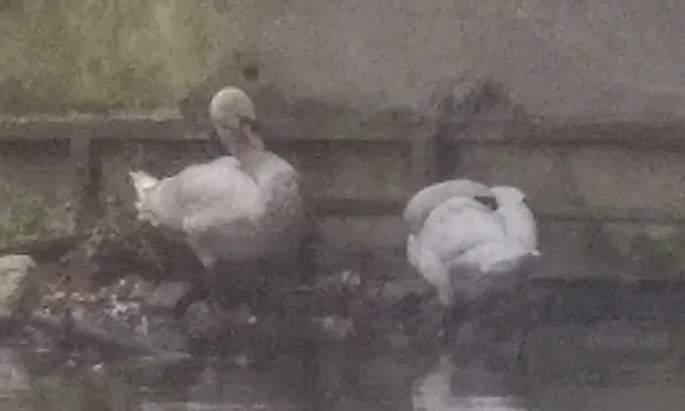 Swan stranded under bridge following River Lea oil spill