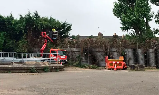 ‘Disastrous’: Thames Water under pressure after residents spot trees being felled during nesting season