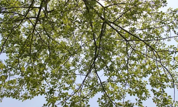 Council promises three football pitches worth of new trees in two years