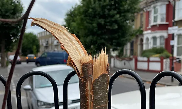 Residents report ‘demoralising’ vandalism of new street trees across Hackney