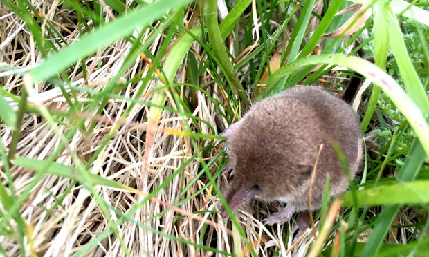 Vole patrol: Conservationist takes to Marshes to find out about its shrews and other small mammals
