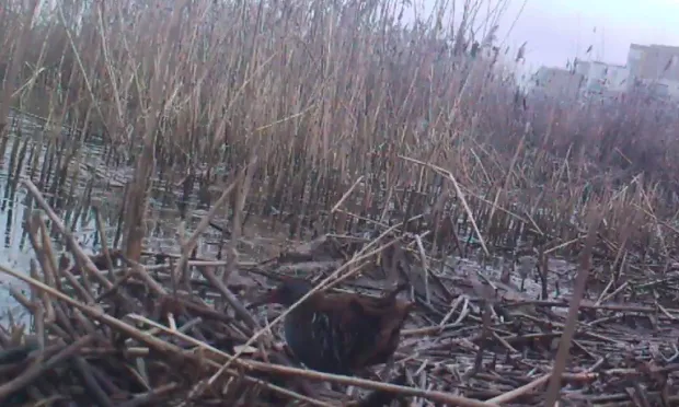‘Secretive’ Water Rail bird caught on camera in Woodberry Wetlands