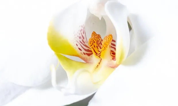 Homerton Hospital unveils display of staff photographs in a ‘joyous celebration of living environment’