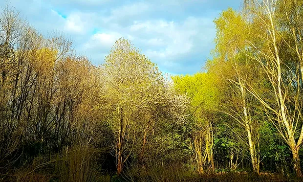 Thames Water to cut down 80 trees to protect pipes beneath Hackney woodland
