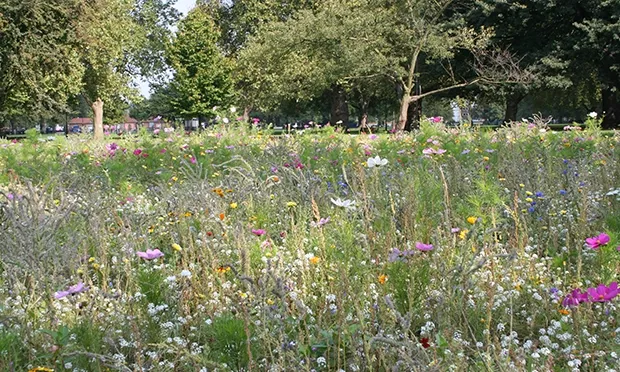 The Citizen Gardener: No Mow May