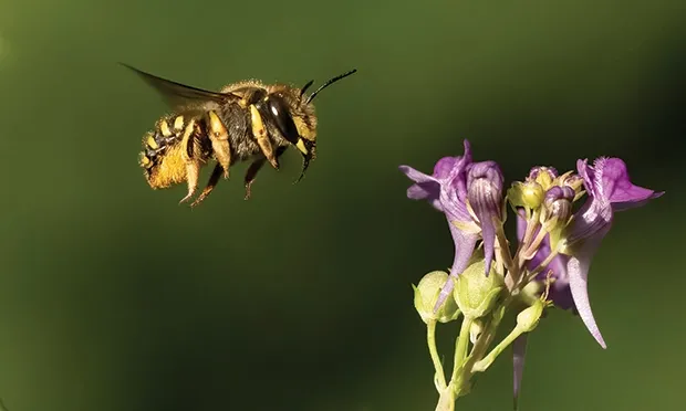 A wool carder bee