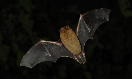 Nocturnal species like this common pipistrelle (Pipistrellus pipistrellus) can be seen around Hackney. Photograph: Laurie Campbell/RSPB