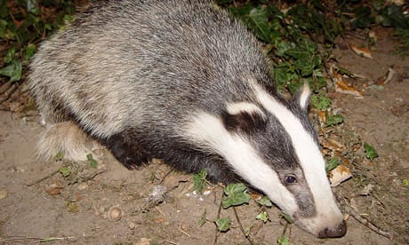 The badger: one of Britain's most loved animals. Photograph: BadgerHero/Wikipedia