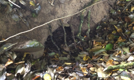 A badger sett. Photograph: Lee Moon