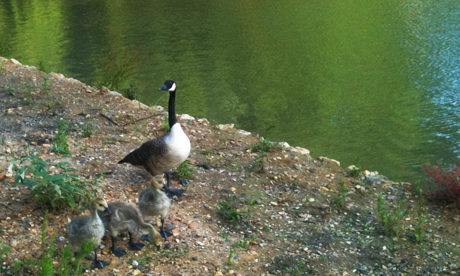 Canada goose and chicks Clissold Park