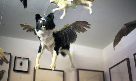'Flying' dog exhibit at the shop-cum-gallery. Photograph: The Last Tuesday Society