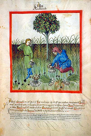 Harvesting garlic featured heavily in medieval health handbook, Tacuinum Sanitatis. Photograph: Wikimedia Commons