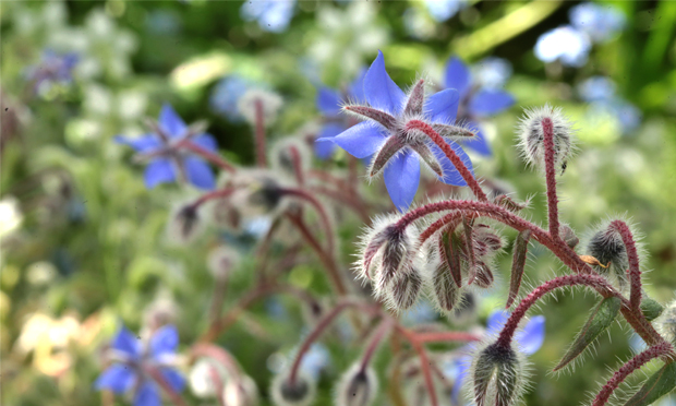 Some borago officinalis - aka borage. Photograph: Henry Hemming via Flickr
